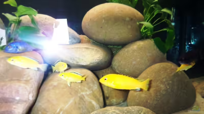 Labidochromis caeruleus Gruppe von Dominik Uebel (5)