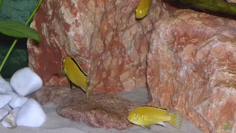 Labidochromis caeruleus Gruppe von Karsten Michalski (11)