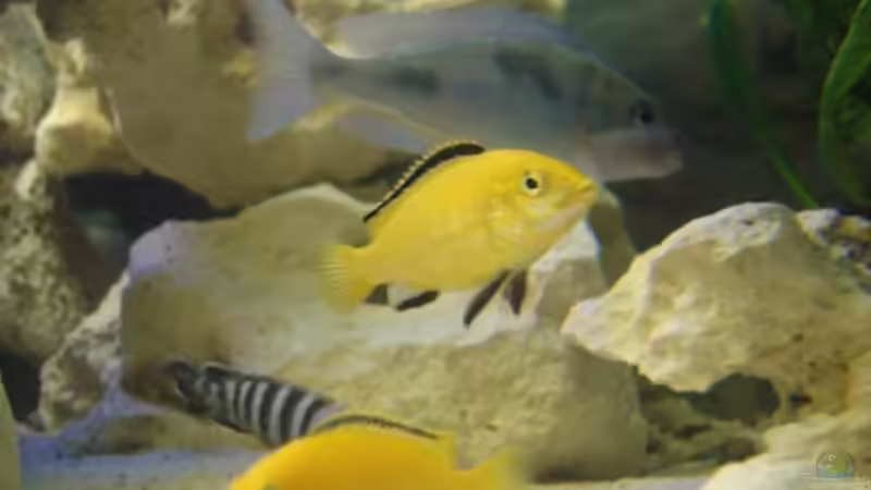 Labidochromis caeruleus im AQ 2m 4w von Marzena & Christian Frenz (7)