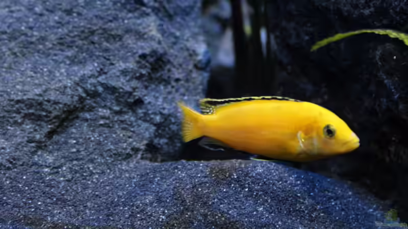 Labidochromis caeruleus ´Kakusa´ von chR576 (43)