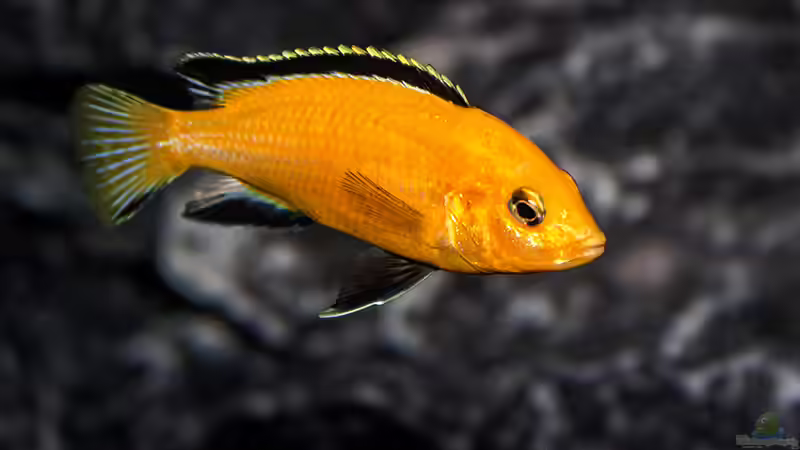 Labidochromis caeruleus ´lions cove´ von AjakAndi (40)