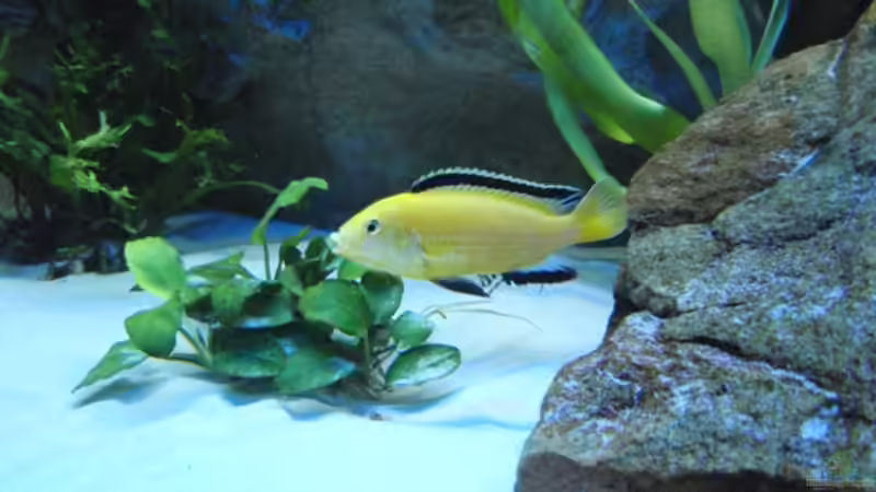 Labidochromis Caeruleus (Lion`s Cove) von Sven Roland (8)