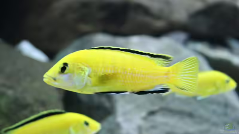 Labidochromis caeruleus (m) von fabsi (8)