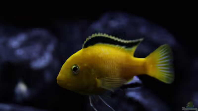 Labidochromis caeruleus (m) von MHu (18)