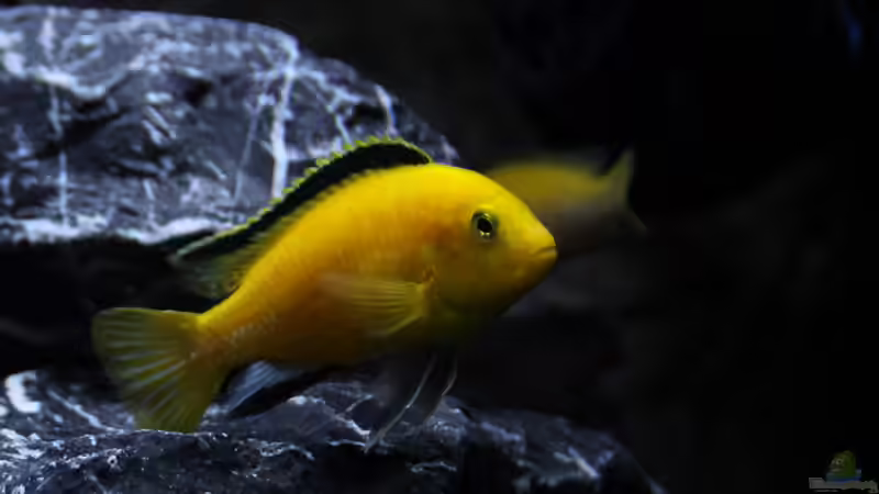 Labidochromis caeruleus (m) von MHu (19)