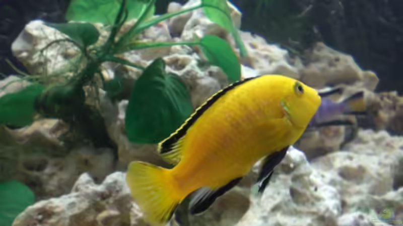 Labidochromis caeruleus M von Mirco N. (19)