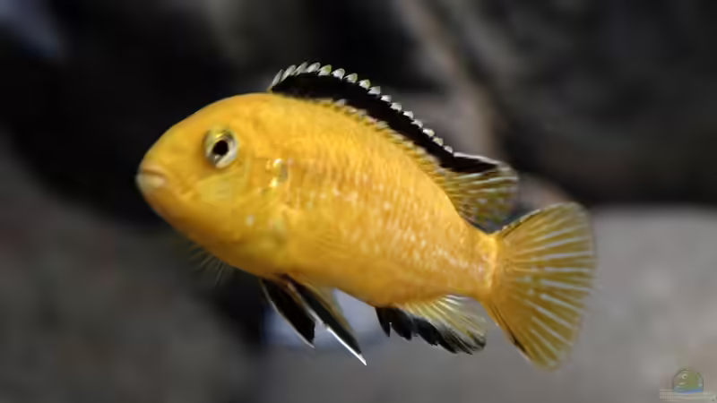 Labidochromis Caeruleus Männchen von freezer2510 (23)