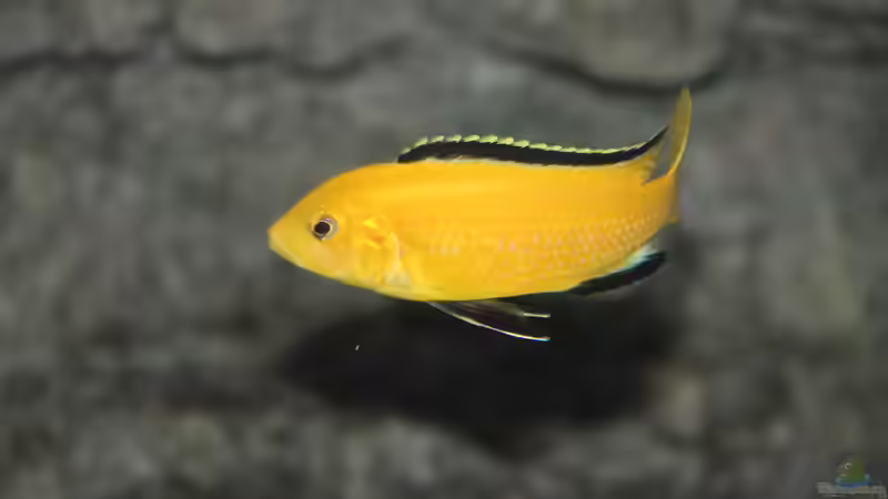 Labidochromis caeruleus Männchen von Sebastian O. (74)