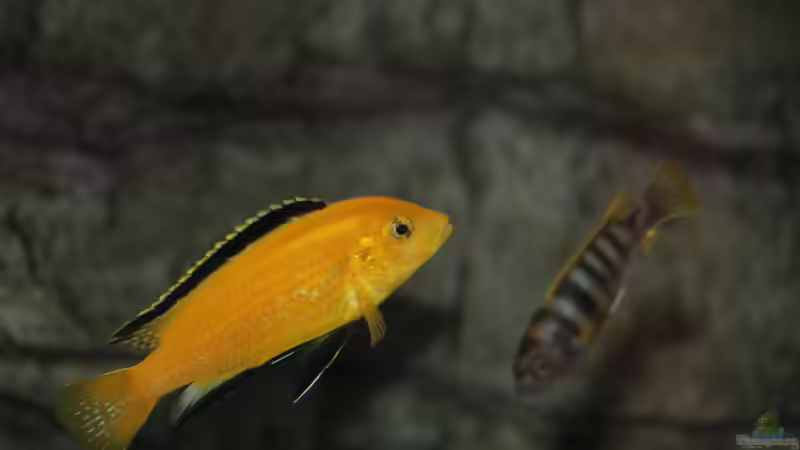 Labidochromis caeruleus Männchen von Sebastian O. (75)