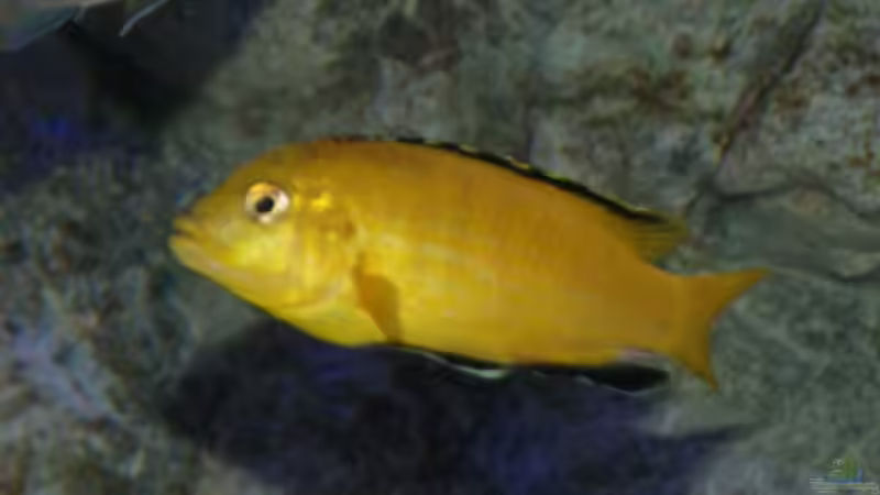 Labidochromis caeruleus Männchen von Tom (22)