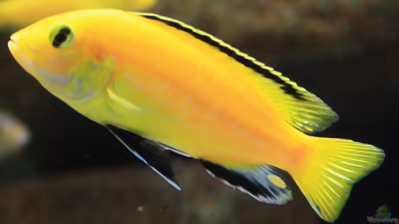 Labidochromis caeruleus Männchen von Zerta (20)