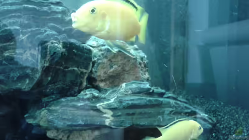 Labidochromis caeruleus mein Bock von Michi1987 (8)