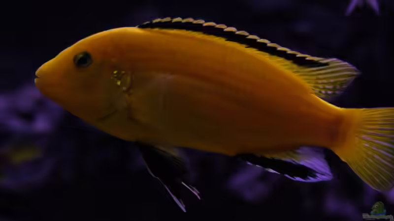 Labidochromis caeruleus sp.Lion s cove male von Malawigo (57)