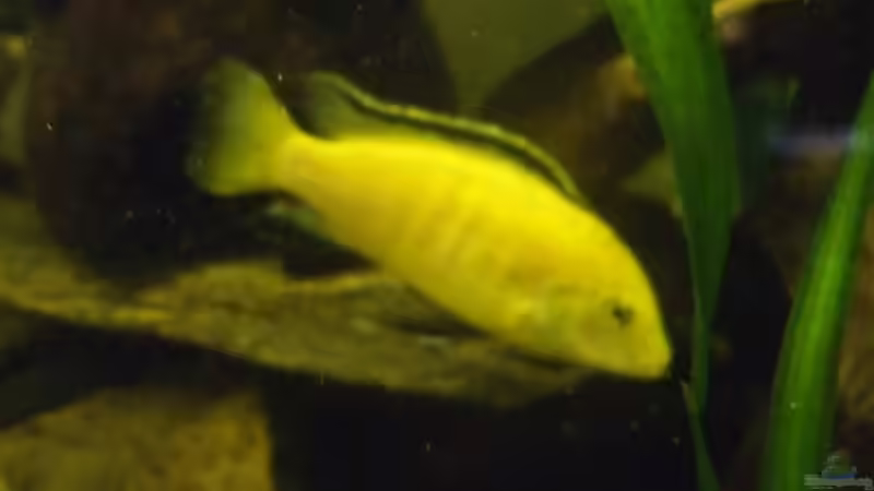 Labidochromis Caeruleus spec.Yellow Männchen von Esslinger (31)