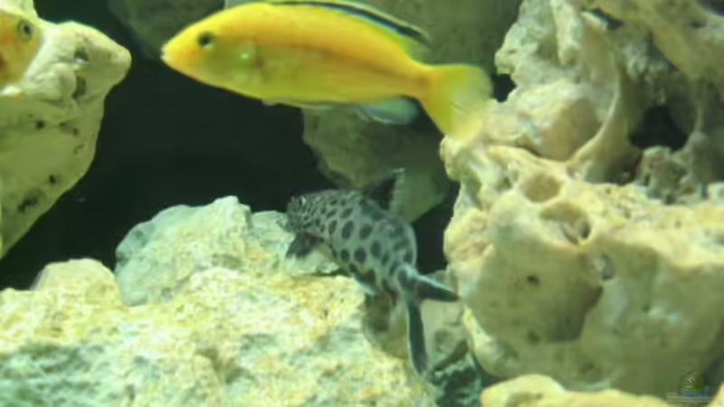 Labidochromis caeruleus,Synodontis multipunctatus von Andreas Herbrich (9)