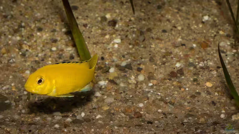 Labidochromis caeruleus von AjakAndi (70)