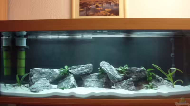 Labidochromis caeruleus von Andreas Odenweller (14)