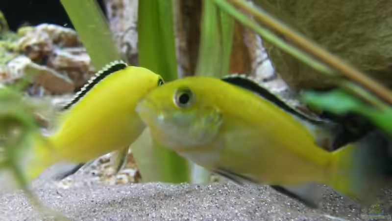 Labidochromis caeruleus von Angela Gruber (10)