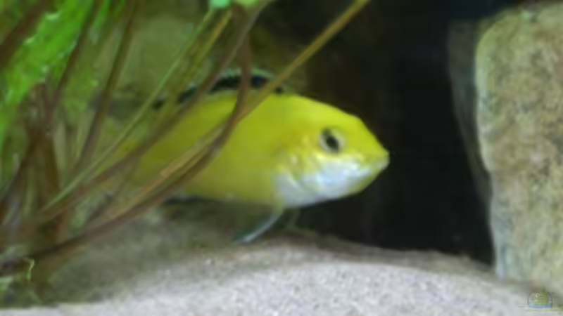 Labidochromis caeruleus von Angela Gruber (11)