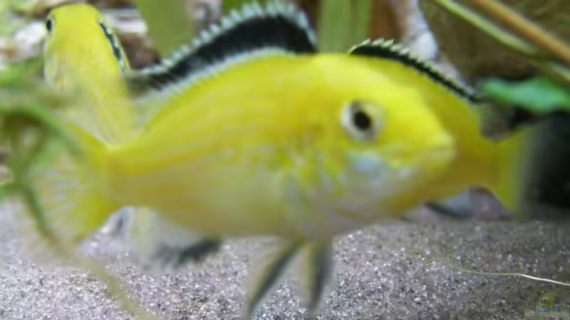 Labidochromis caeruleus von Angela Gruber (9)
