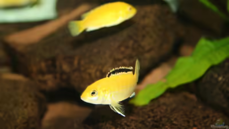 Labidochromis caeruleus von babs79 (7)