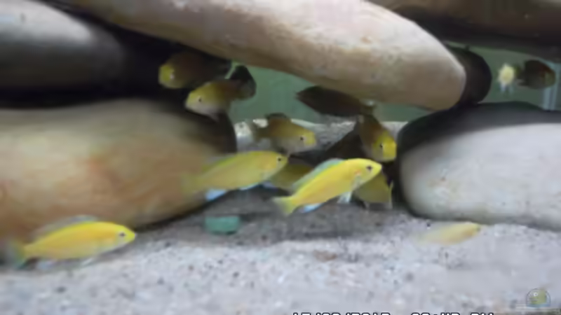 Labidochromis caeruleus von Cichlidenfan (4)