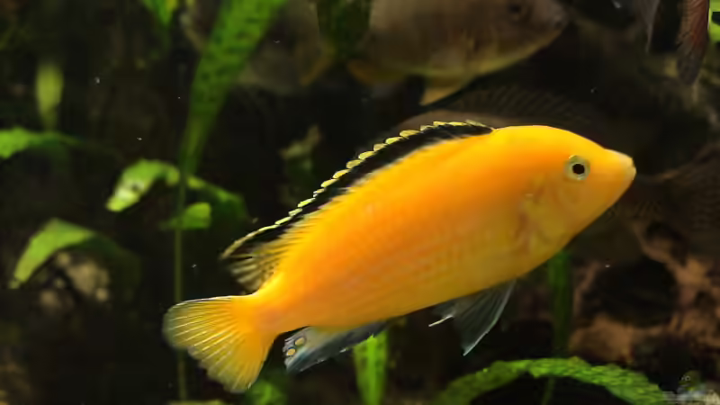 Labidochromis caeruleus von Edmund Thaler (11)