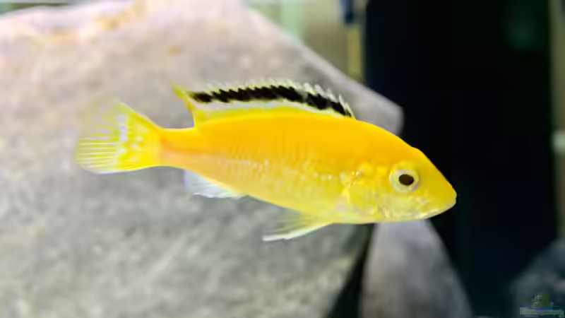 Labidochromis caeruleus von Fäbi_CH (13)