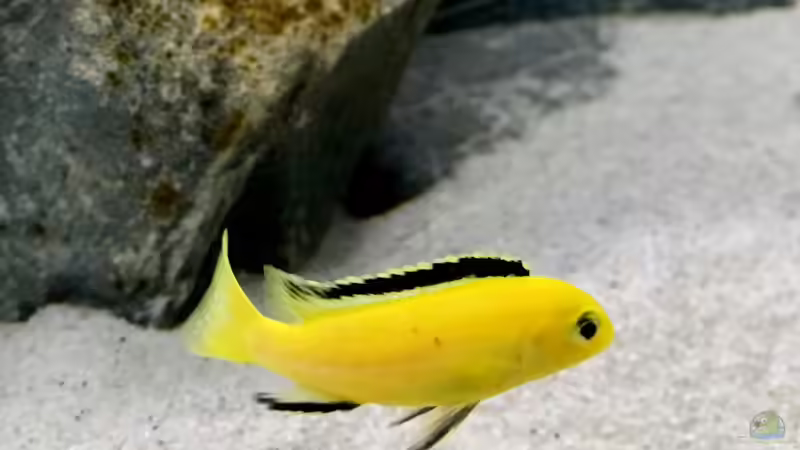 Labidochromis caeruleus von Fäbi_CH (14)