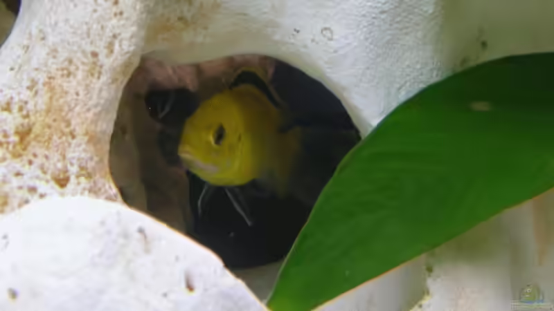 Labidochromis caeruleus von Heiko Betz (7)