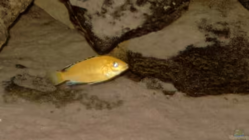 Labidochromis caeruleus von Helgo Jacob (14)