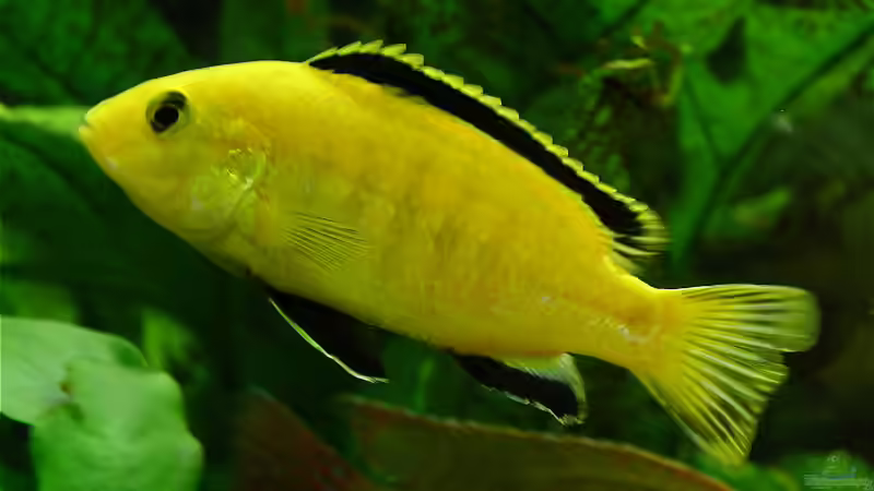 Labidochromis Caeruleus von Jonas Hegemann (6)