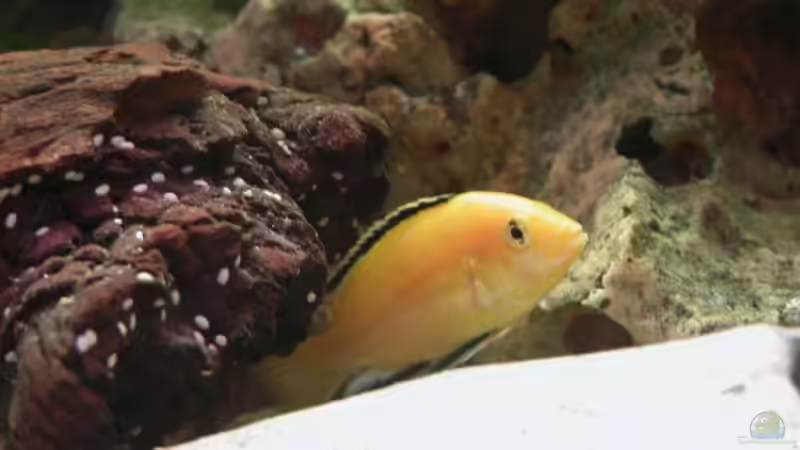 Labidochromis caeruleus von Jürgen Langer (21)