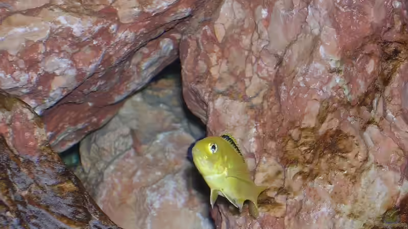 Labidochromis caeruleus von Karsten Michalski (10)