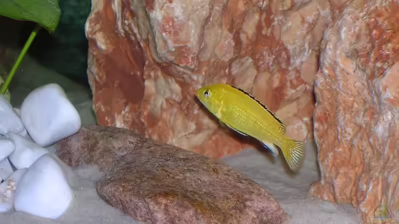 Labidochromis caeruleus von Karsten Michalski (9)