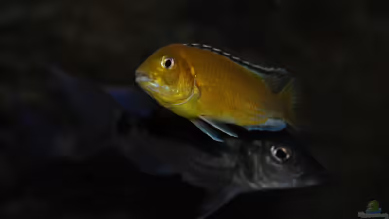 Labidochromis caeruleus von Lutz K (81)