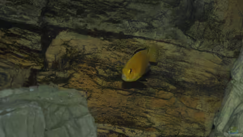 Labidochromis caeruleus von Lutz K (82)