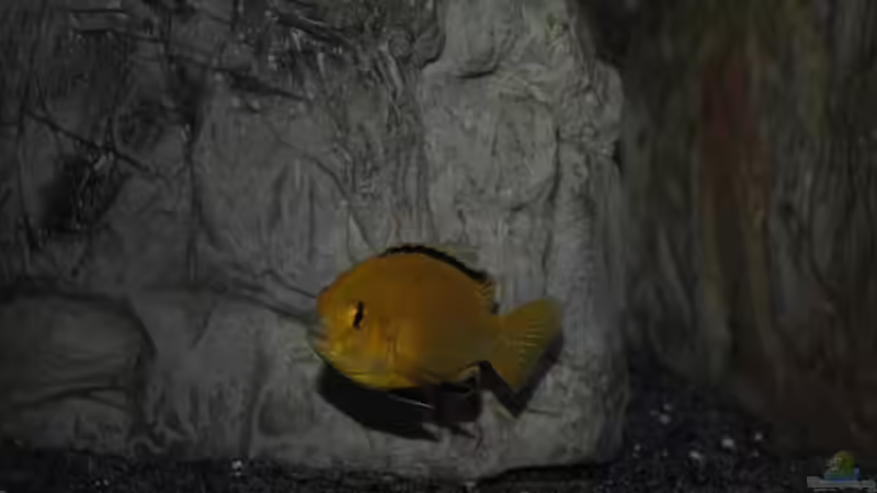 Labidochromis caeruleus von Lutz K (83)