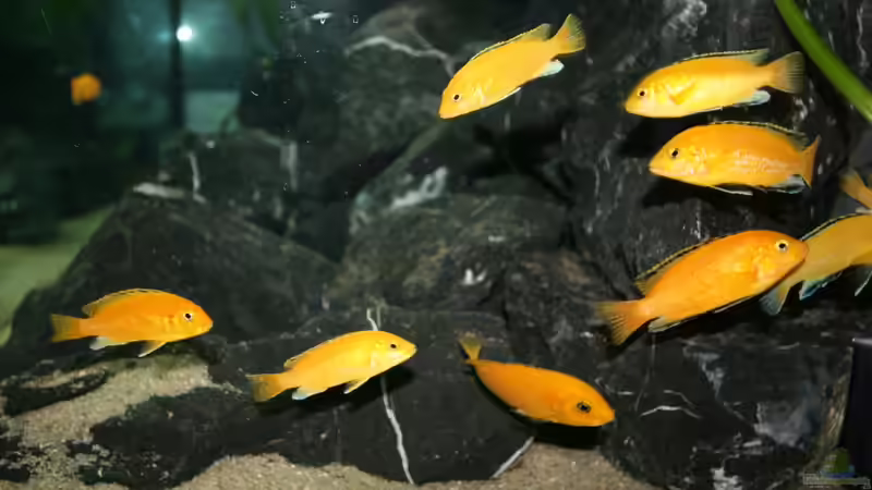 Labidochromis caeruleus von Manfred B. (16)