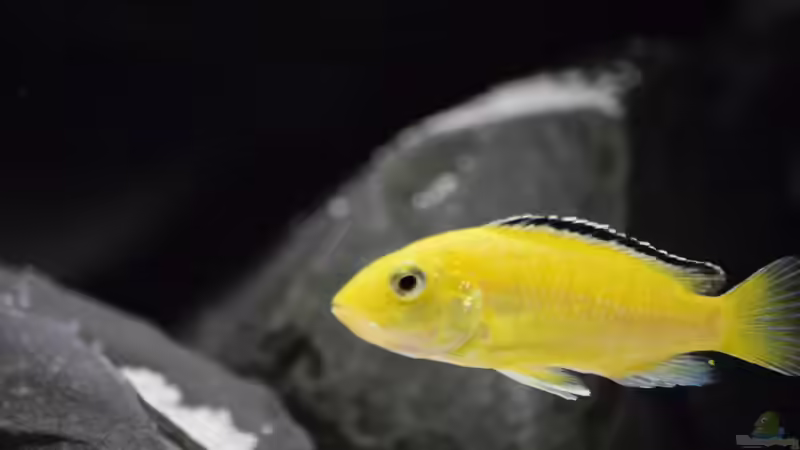 Labidochromis caeruleus von Mazdeur (7)