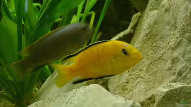 Labidochromis caeruleus von Michael Kamlage (6)