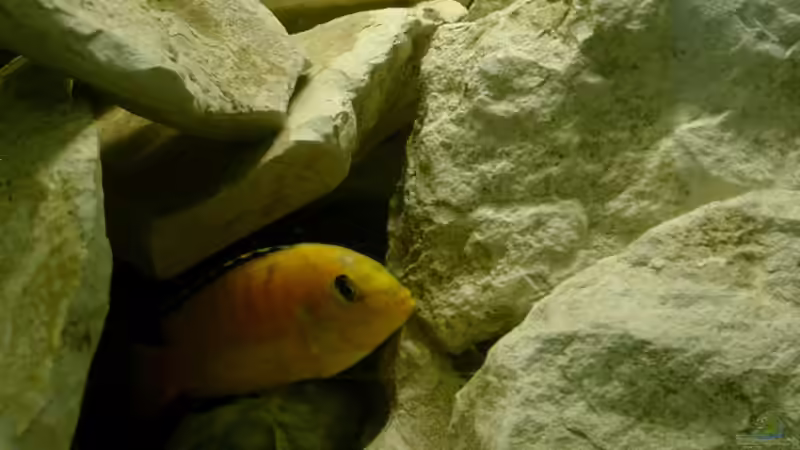 Labidochromis caeruleus von Michael Kamlage (8)