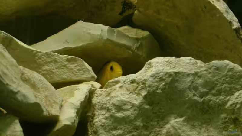 Labidochromis caeruleus von Michael Kamlage (9)