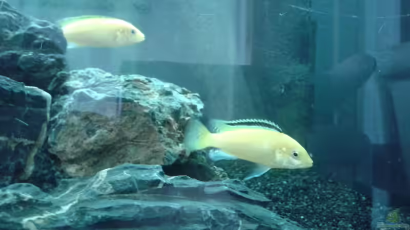 Labidochromis caeruleus von Michi1987 (5)