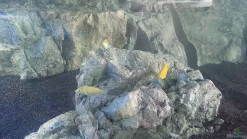 Labidochromis caeruleus von ~MISCHA WILKEN~ (44)