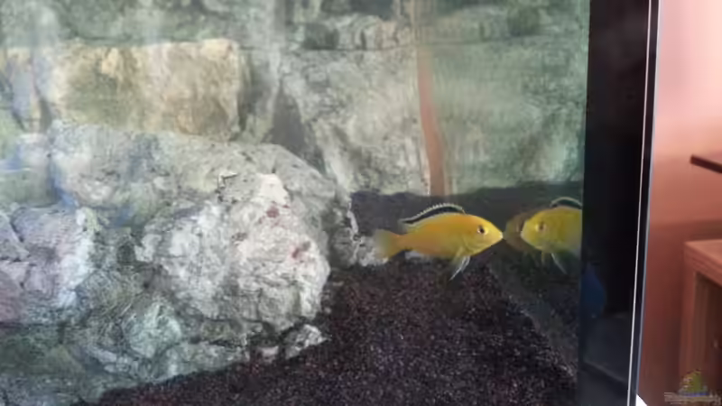 Labidochromis caeruleus von ~MISCHA WILKEN~ (45)