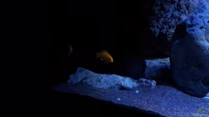 Labidochromis caeruleus von ollil81 (50)