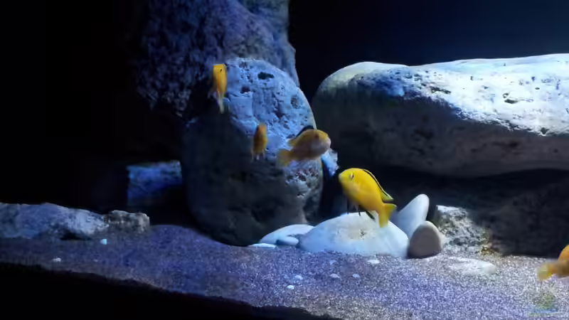 Labidochromis caeruleus von ollil81 (54)