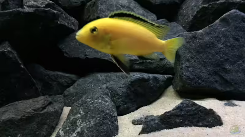 Labidochromis caeruleus von Philipp Böhme (40)