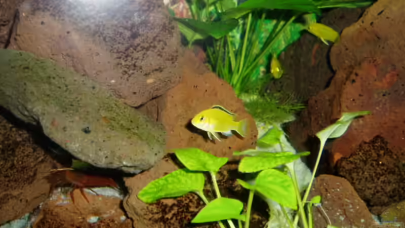 Labidochromis caeruleus von sirlasso (5)